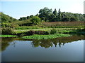 SJ6567 : Towpath, east bank, Weaver Navigation by Christine Johnstone