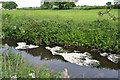 SP3879 : Mats of petals on the River Sowe, Walsgrave, Coventry by Robin Stott