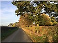 SJ7749 : Autumn tints on Knowl Bank Road by Jonathan Hutchins