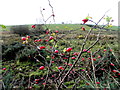 H3990 : Rose hips, Ballymullarty by Kenneth  Allen