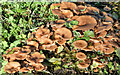 J3268 : Fungi, Minnowburn, Belfast - November 2016(8) by Albert Bridge