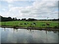 SJ6676 : Grazing cattle, alongside Forge Brook and Big Wood by Christine Johnstone