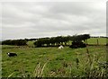 NZ0959 : Cattle in roadside field by Robert Graham