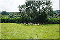 ST7683 : Sheep enjoying the shade by Bill Boaden