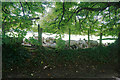 ST7582 : Sheltering sheep near Little Sodbury by Bill Boaden