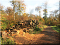 SU7694 : Log pile in the woods by Des Blenkinsopp