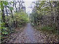 SJ8450 : Bradwell Woods Greenway by Jonathan Hutchins