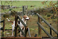 SD1499 : Eskdale and Ennerdale Foxhounds by Peter Trimming