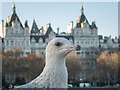 TQ3079 : Herring Gull and River Thames by Christine Matthews