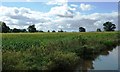 SJ6357 : Canalside field of maize near Crossbanks Farm by Christine Johnstone