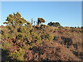 TQ4628 : Gorse and a clump of trees on Ashdown Forest by Marathon