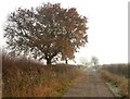 SK8063 : Late Autumn colour on Carlton Ferry Lane by Graham Hogg