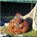 O1235 : Orangutan, Dublin Zoo by Rossographer