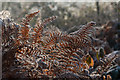 TQ2997 : Frosted Bracken, Trent Park by Christine Matthews