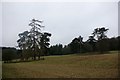 SU7184 : Clumps of trees near Scaffold Wood by Simon Mortimer