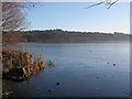 SJ5571 : Edge of Blakemere Moss by Stephen Craven