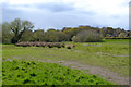 SP3576 : Wet ground, open space by the River Sowe, Whitley, southeast Coventry by Robin Stott