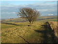 TQ2811 : South Downs Way near Saddlescombe by Malc McDonald