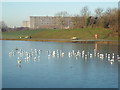 TQ3377 : Ice on the lake, Burgess Park by Malc McDonald