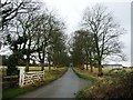 SE4747 : The tree-lined section of The Avenue by Christine Johnstone