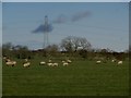 NZ2080 : Sheep grazing south of Dovecote Farm by Graham Robson