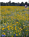 SP2964 : Drift of annual wildflowers, St Nicholas Park, Warwick, 2016 by Robin Stott