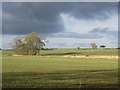 NZ2081 : Winter cereal crops, Dovecote Farm by Graham Robson