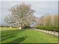 SY0083 : A la Ronde, meadow with snowdrops and tree by David Hawgood