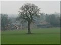 NZ1108 : Tree on a former field boundary, north of Dalton by Christine Johnstone