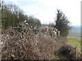 TQ5365 : Old man's beard alongside the railway line by Marathon