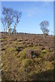 SJ9817 : Infilled Great War practice trenches by John M