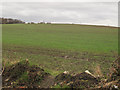 SE3432 : Young crop, Skelton Moor Farm by Stephen Craven