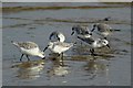 TQ9485 : Sanderling (Calidris alba) by John Myers