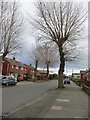 NZ2961 : Pollarded trees on Grange Crescent by Christine Johnstone