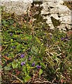 SX9065 : Violets near St Michael's Chapel by Derek Harper