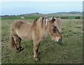 NS1948 : Horse in Pasture by Raibeart MacAoidh