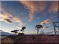 NH7773 : Windswept Scots Pine by valenta