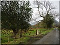 NY2319 : Holly trees along the road to Little Town by Christine Johnstone