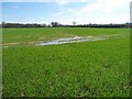 SK2305 : Waterlogged cereal field, south-west of Decoy Barn by Christine Johnstone