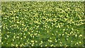 SO6730 : Wild daffodils at Kempley by Philip Halling