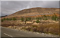 NH2060 : Timber stacks, Strathbran Plantation by Craig Wallace