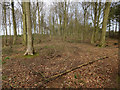 TF7805 : Beech trees, Cockleycley Wood by Hugh Venables