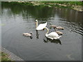 SK0403 : Swan canal sextet - Walsall Wood, West Midlands by Martin Richard Phelan