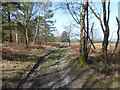 TQ3933 : Approaching open heathland on Ashdown Forest by Marathon