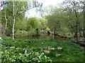 TQ1480 : Pond in Brent Lodge Park by PAUL FARMER