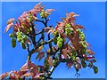 ST2885 : Acer leaves and catkins, Tredegar House gardens, Newport by Robin Drayton