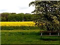 SD3201 : Field of rapeseed by Norman Caesar