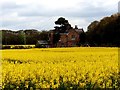 SD3201 : Sunnyfield cottage and field of rapeseed by Norman Caesar