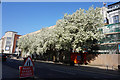 TA0928 : Trees on George Street, Hull by Ian S