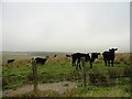 NZ1140 : Grazing cattle beside Inkerman Road by Robert Graham